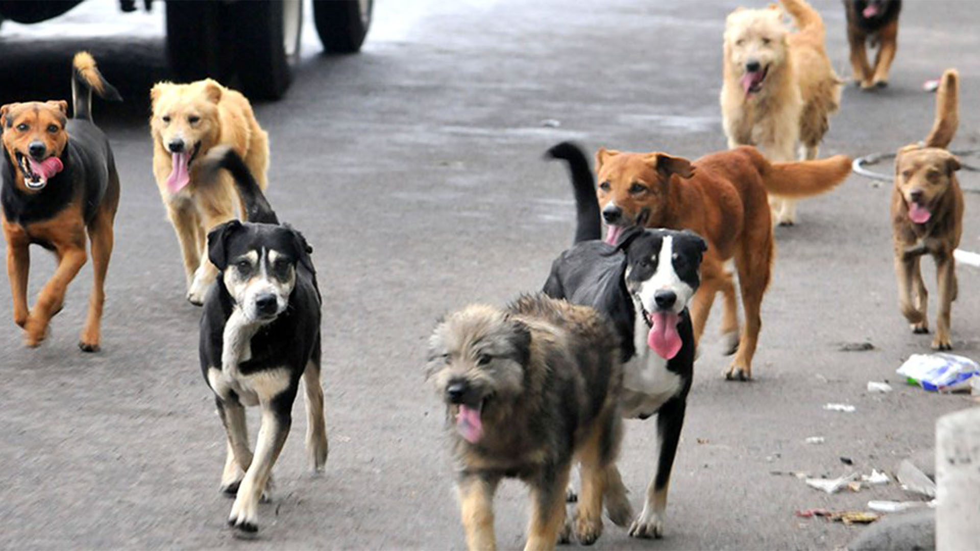 PetMatch